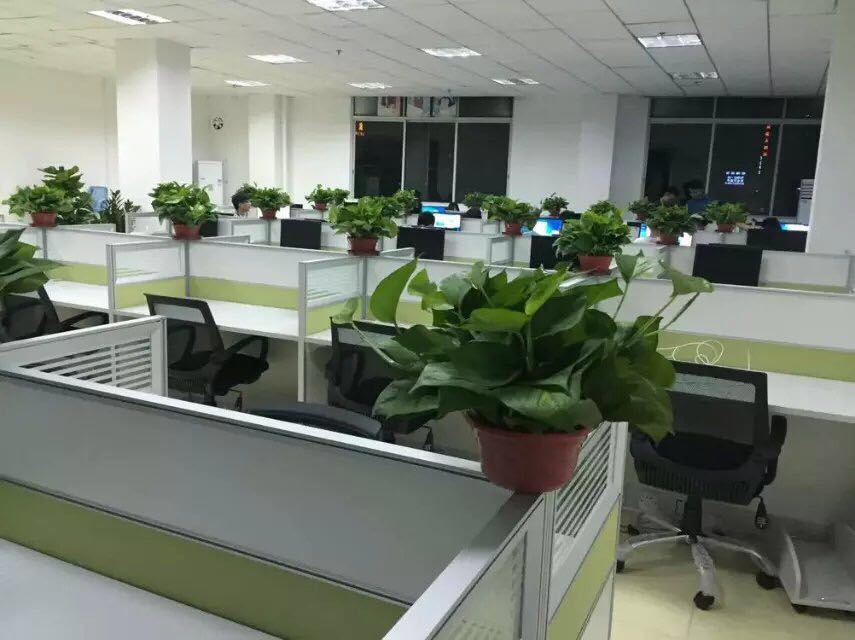 办公室屏风卡位与绿色盆菜实拍图