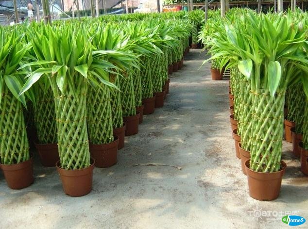 办公室绿色盆栽