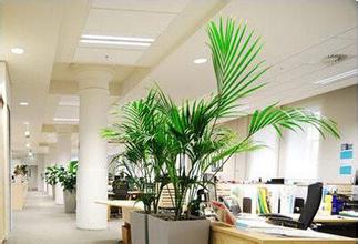 办公家具与办公室绿植